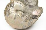 Iridescent Hoploscaphites Ammonite Pair - South Dakota #209700-2